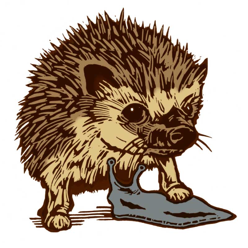 Hedgehog with a slug illustartion